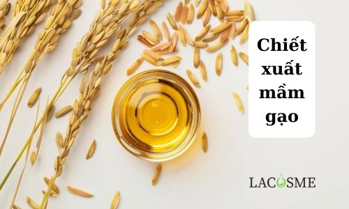 Chiết xuất mầm gạo là gì?